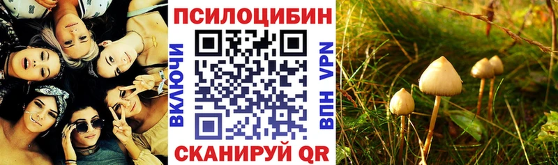 где купить   Мураши  блэк спрут зеркало  Галлюциногенные грибы GOLDEN TEACHER 
